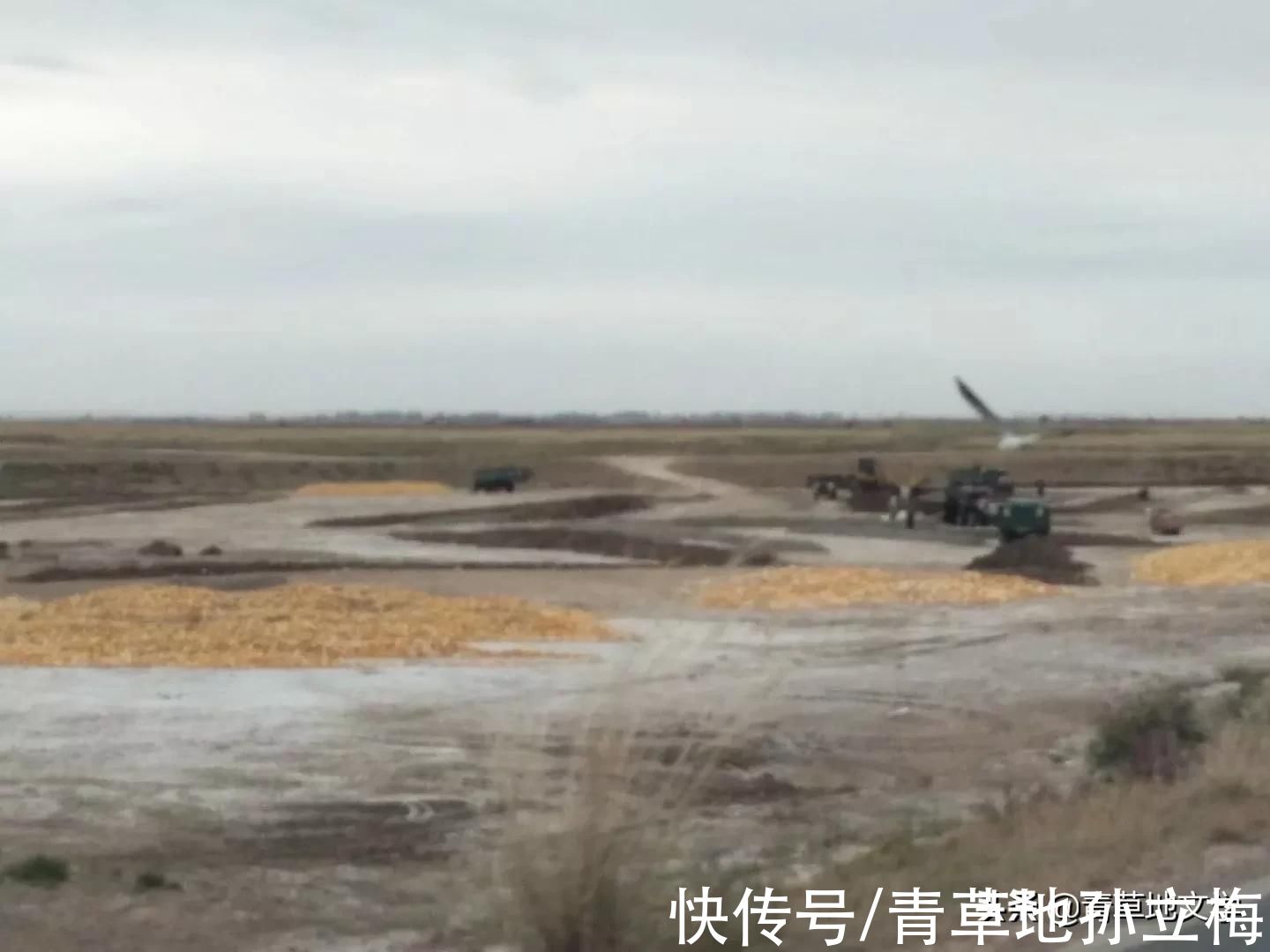 梭梭林@屠申泽，今日芦花又飞雪(组诗)