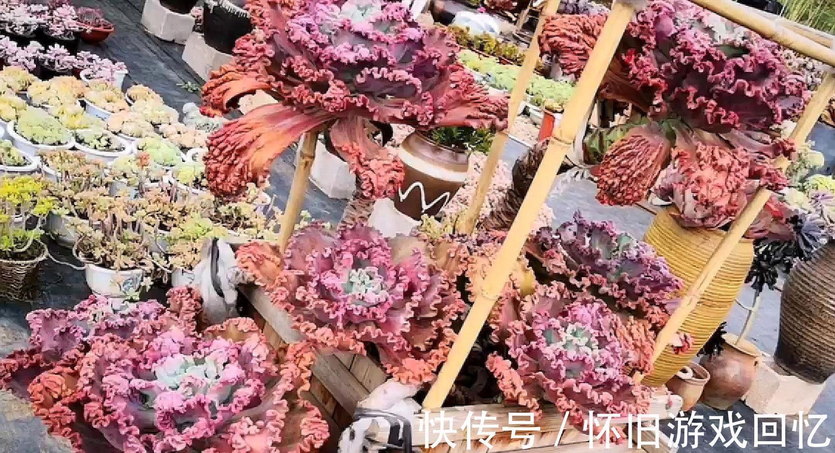 老桩|把多肉植物老桩养成艺术品,让你感受不一样的美