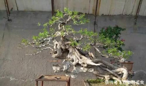 修剪|栽种盆景修剪很重要,一般黄荆盆景要如何修剪