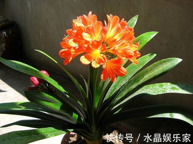 花苞|君子兰花箭“闷坏了”，夹箭严重怎么救教你一招