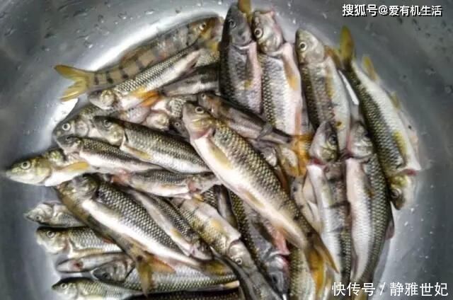 水流|农村这种鱼,一般生长在水流清澈的小溪里,咬钩凶猛,红烧之后鲜香不腥