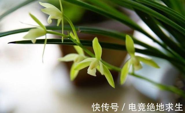 兰花服盆的时间是几天,服盆期间,该如何浇水