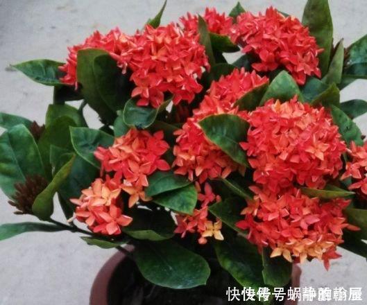 此花超漂亮,沾土就活,花朵迷人,阵阵花香,花朵大