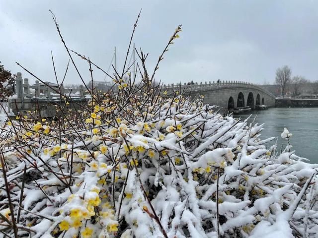 油菜花|春雪漫卷，蓬莱阁的美藏不住了！