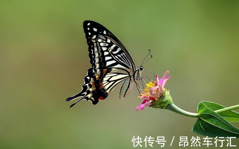 一起长大&新娘洞房出上联:兔子不吃窝边草,难坏新郎,伴郎们对出8个下联