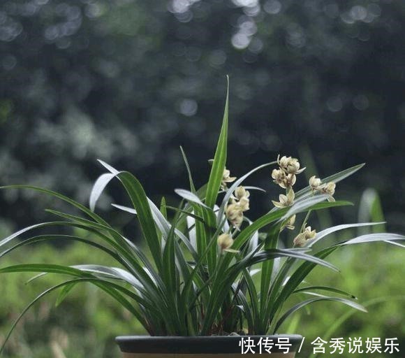 养兰您得学会识别能开花的兰株,否则入不了门