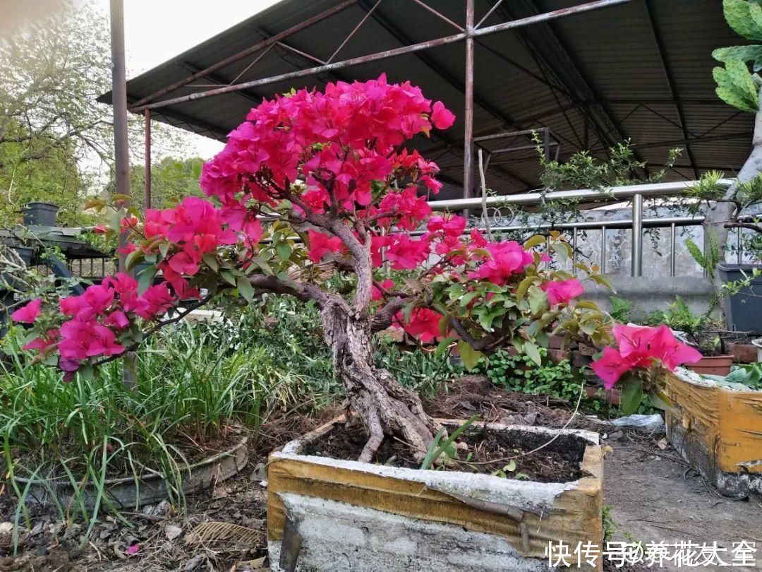蝴蝶兰|7种花，立秋后换盆，秋冬才能越养越好