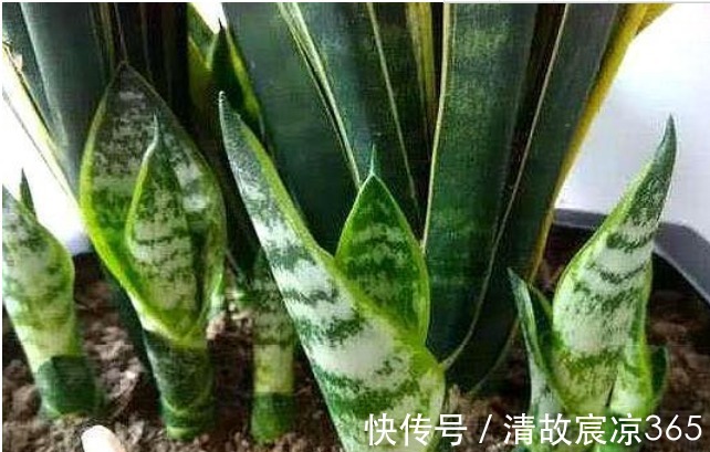 疯长|养虎皮兰,往盆埋“1块它”,不施肥,小芽直接撑破盆,疯长不停