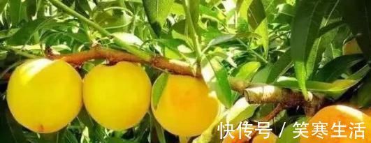 黑斑|女性皮肤不好,不妨每天吃一个此水果,调理气血、祛黑斑还抗衰老