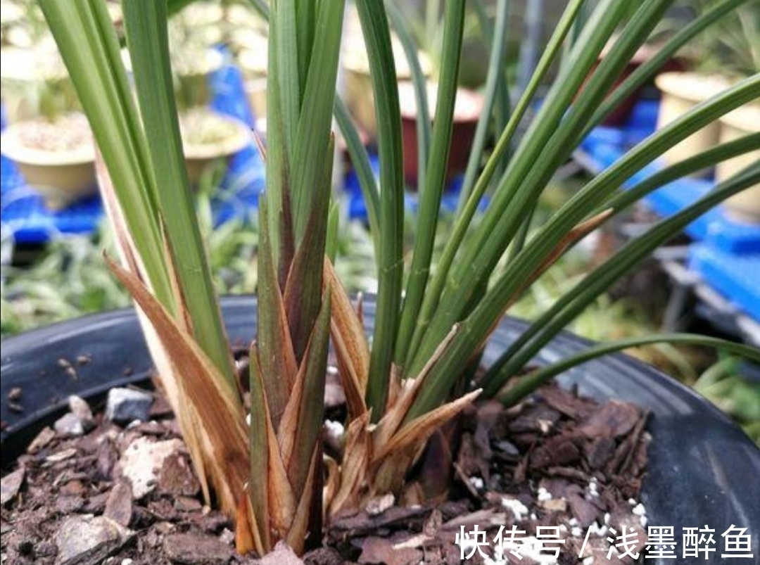 春天为兰花换盆,4个小细节不能忽视,不然难服盆,长势不旺