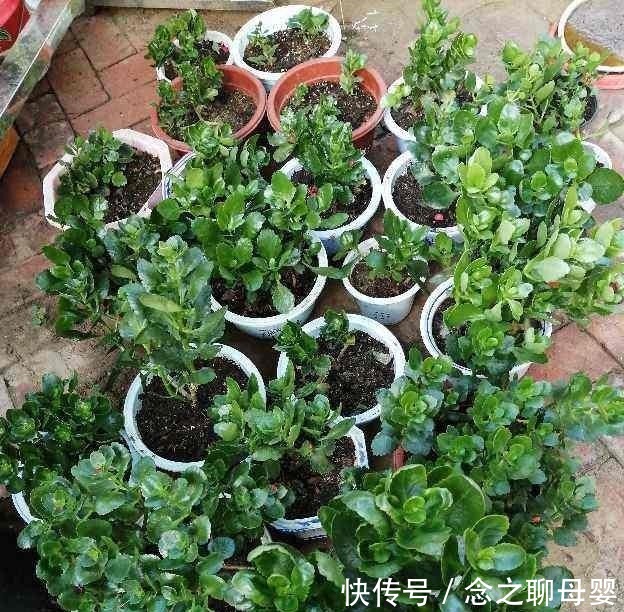 长寿花剪一刀,理个小平头,株型矮壮开花多