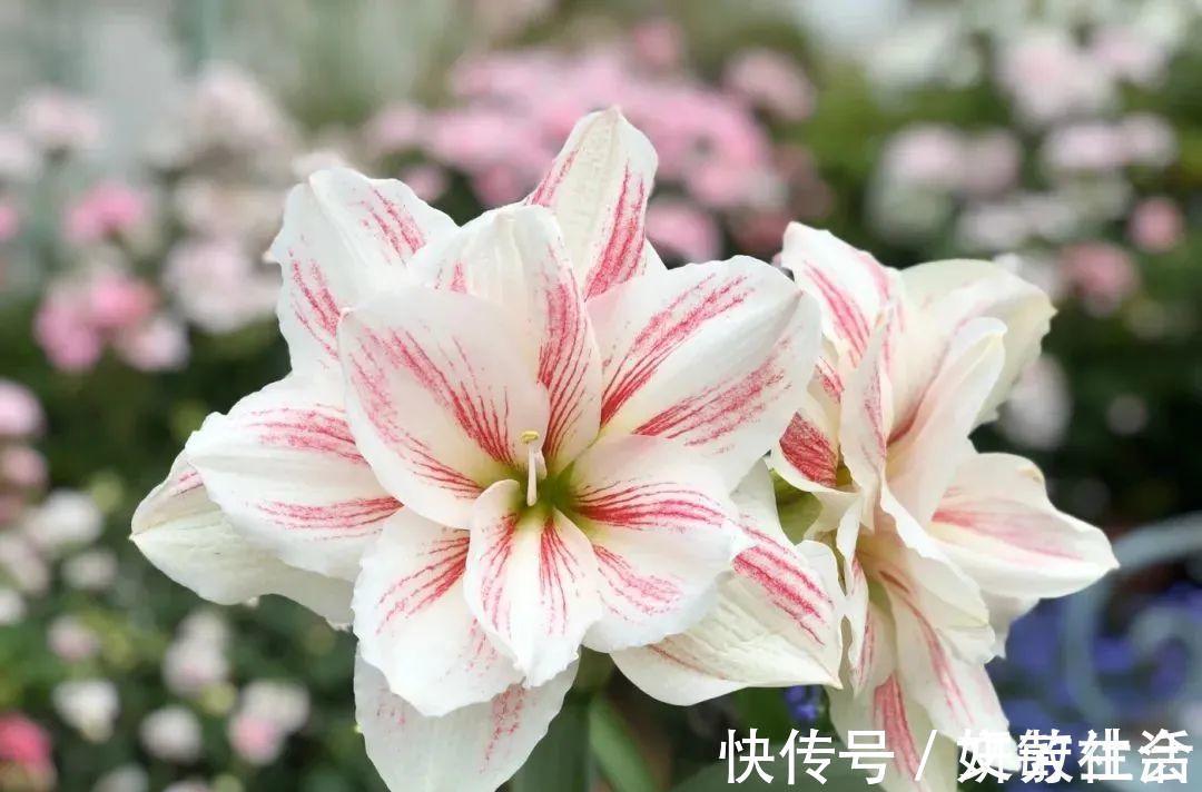 家里养盆朱顶红,开花个个比脸大,牛年养它“注定红”!