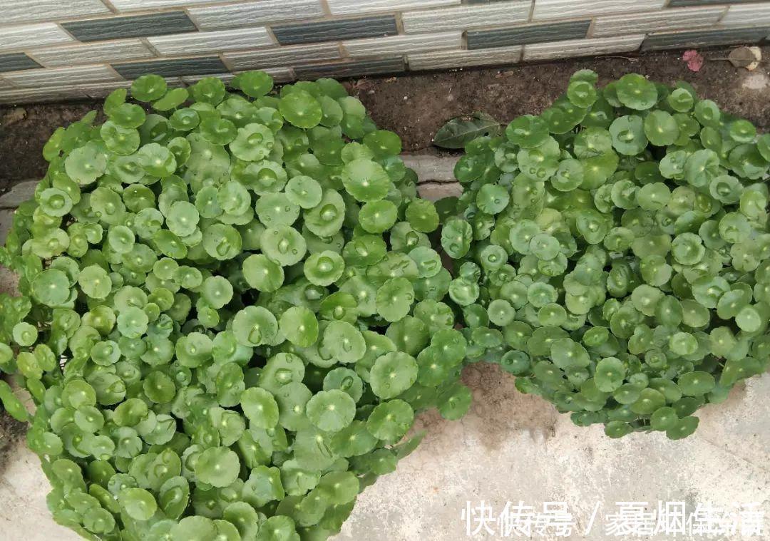 小球|养花达人:张大爷家的花,1年养成“大转盘”,1次冒出25个头!
