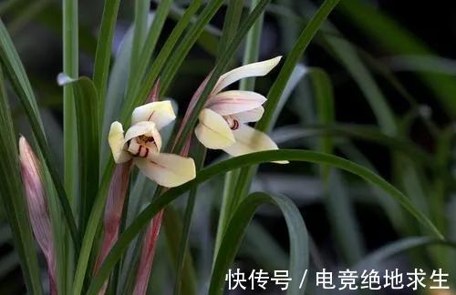 春兰开花了，几点养护建议送给你，照做花后春兰更美丽