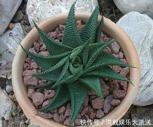 琉璃殿|这几种多肉最怕晒,晒一盆死一盆,夏天一定做好防晒工作