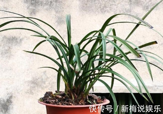 种苗|新手引种苗好养吗兰友都说很难种活，买引种苗要注意几点才行