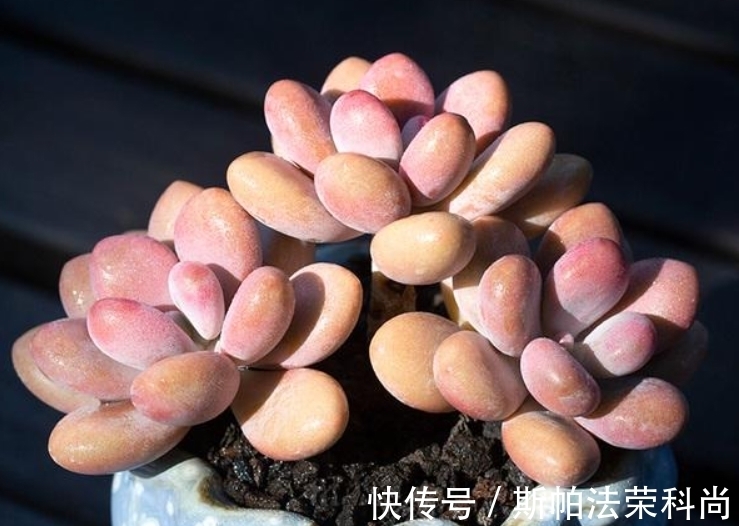 养多肉桃蛋,前提条件做好,做足“1多2少”,养出粉嫩“丸叶”