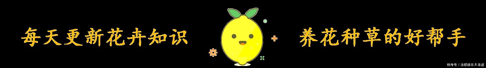 结果子|养花不是新鲜事，现在种棵“无花果”，满满当当全是果！