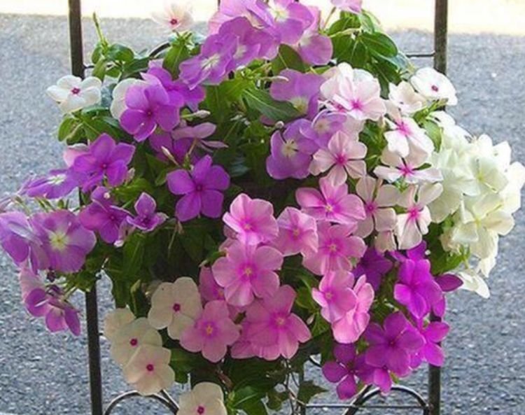 家里要养4种花,开花吉祥又喜庆,花朵漂亮,四季有花赏