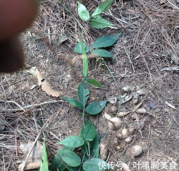 野菜|农民眼里的“抗癌草”,也有药王之称,能卖到1000多元一斤