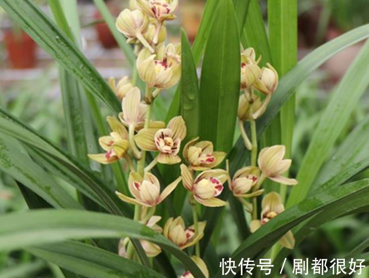 花朵|首次养兰花,推荐你养棵金荷,皮实好养香味清新,多季节有花赏