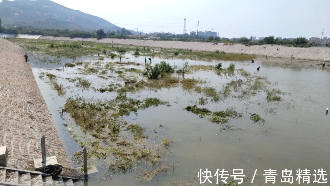崂山水库开闸放水！一米长的大花鲢随处可见