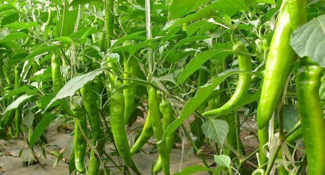 人们只吃它的果实,殊不知叶子也是宝,含钙量很高,不懂可惜了