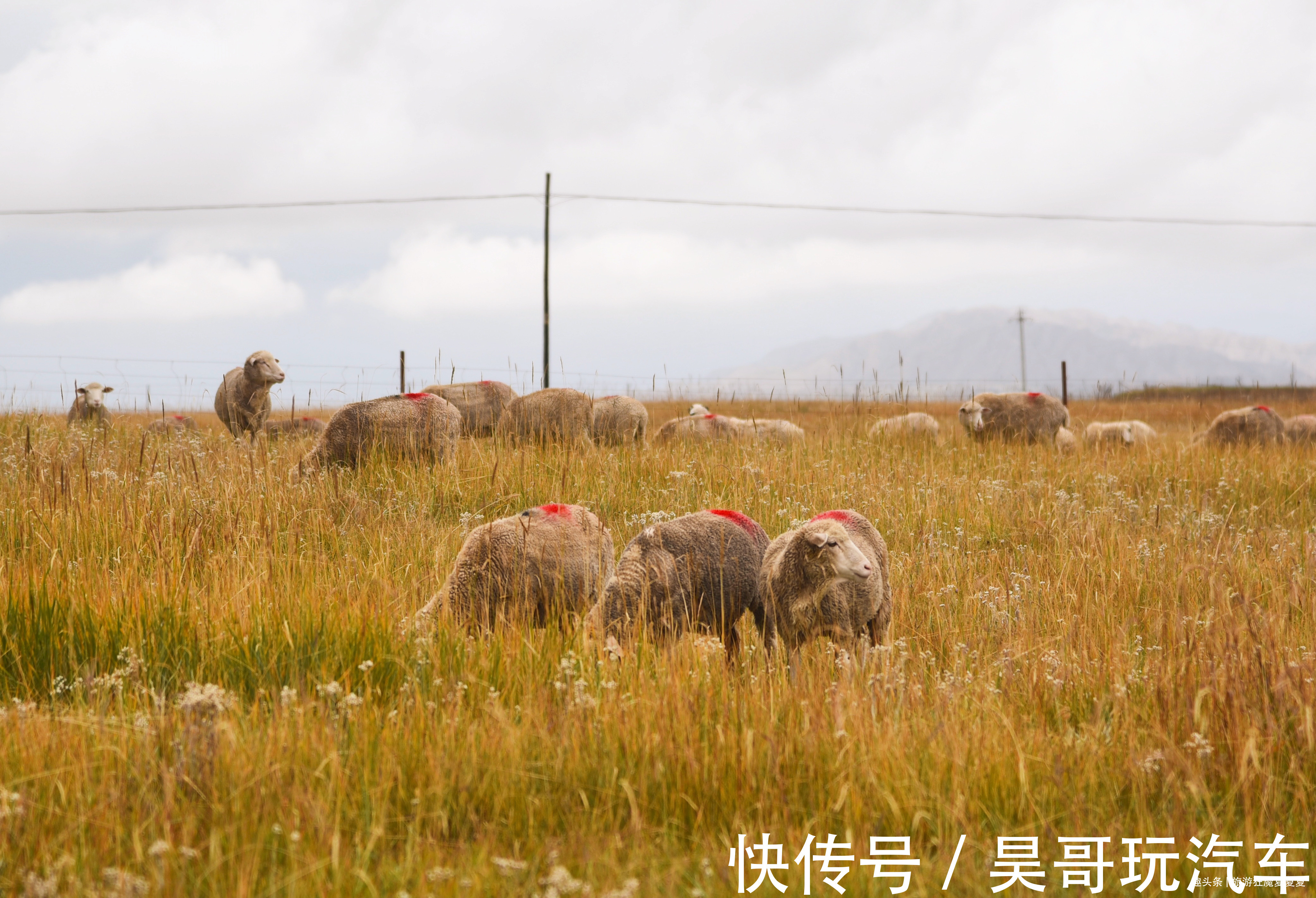 裕固族|甘肃肃南竟有268万亩草原，以九排松而闻名，还能看到牧民盛会