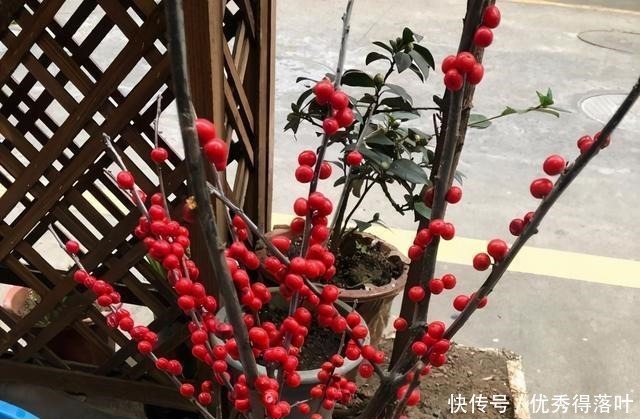 北美冬青红豆生“西国”,冬季挂满枝