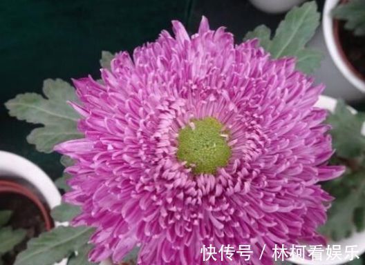 喜欢养玫瑰,不如养“高档品种”艾帕索玫瑰,花色橙黄,高端大气