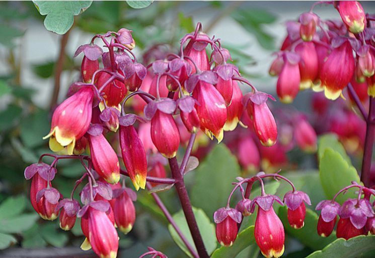 经常开花爆盆的盆栽,花开满屋子飘香,养几盆爆满成花海,超美