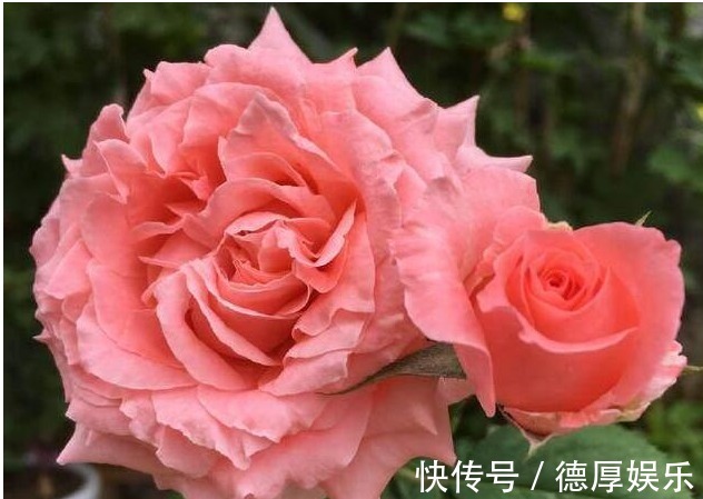 养花就养它,漂亮好养4季开,一朵开30天,阳台盆栽首选!