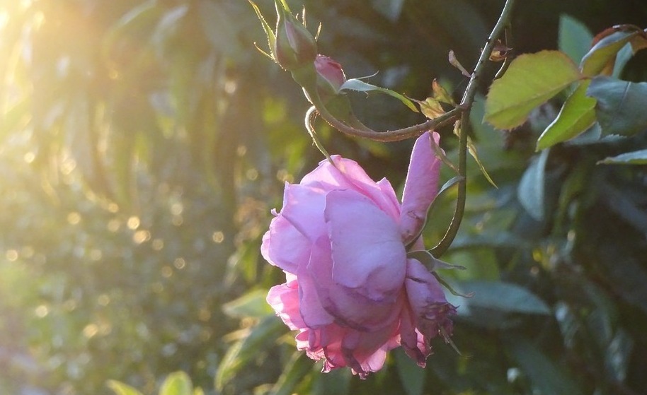 新手月季种植手册，修剪、病害防治等教程，种月季不再难