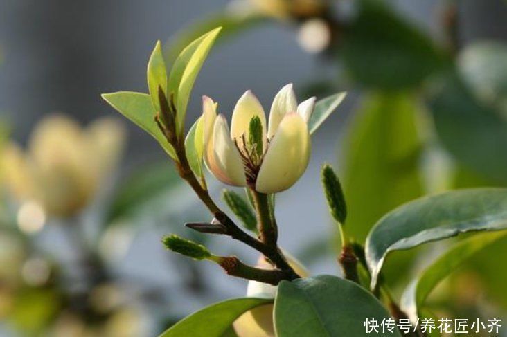 叶片|养这7种花,“醋”要经常浇,每月浇一碗,叶子绿油油