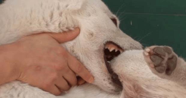 我家狗狗自残是怎么回事 把自己的尾巴都咬断了 快资讯