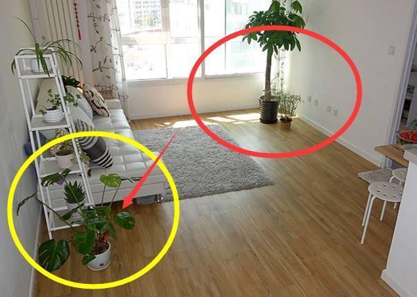 再穷也要养的6种花，穷不要紧，全家福气满满，健康才是重要的！