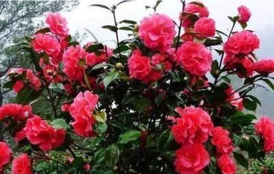 浇花别只用啤酒,掺上1种东西,四季油绿不黄叶,开花也多