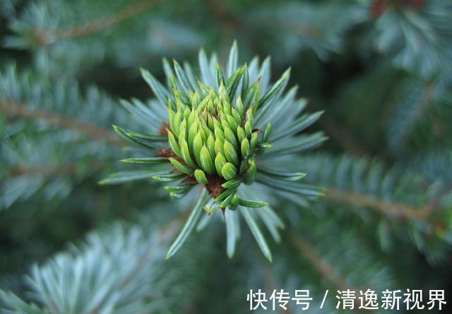 山上捡个“松果”养盆里，没几天就发芽，放在书房意境足！