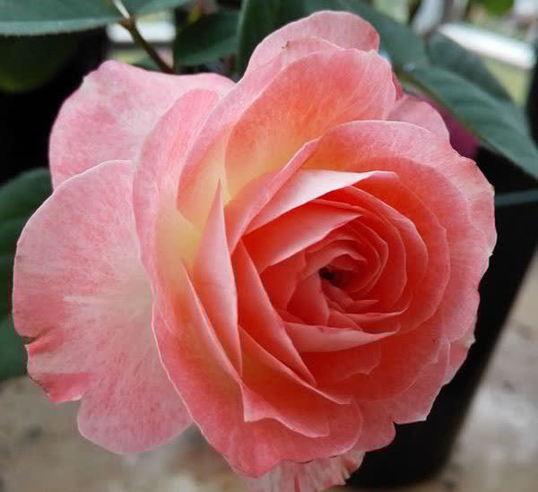 3种花太漂亮了,开花超级多,能开成花墙,养护容易,南北都能种