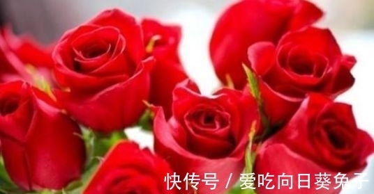 几款花卉,好养易爆盆,层层交叠,烂漫迷人眼