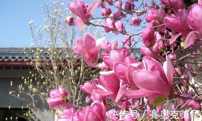 想养花树没头绪？这三种花树，是公认的口碑好还“上档次”