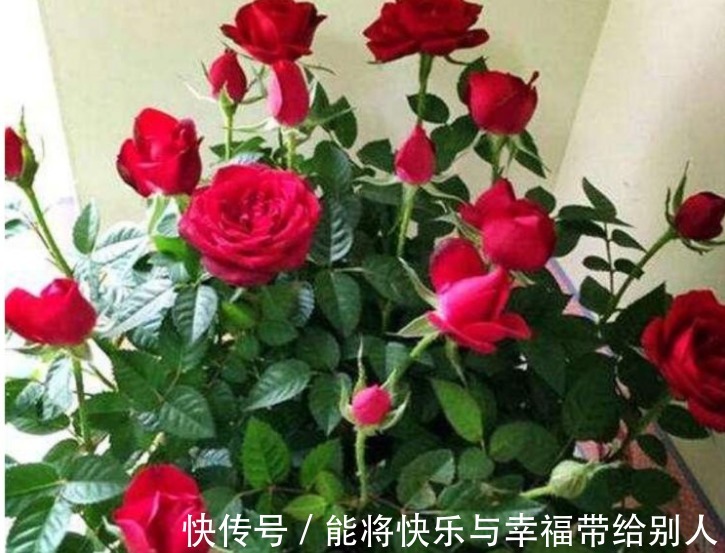 家里“3种”垃圾别扔撒花盆一点,根壮叶绿,呼呼开花!