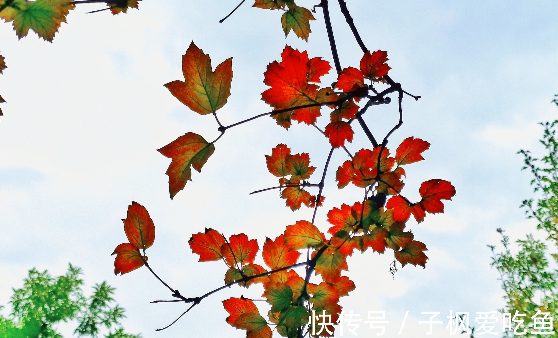 染秋@咏秋·七言格律:几时叶落相思地,何日鸿飞别梦间