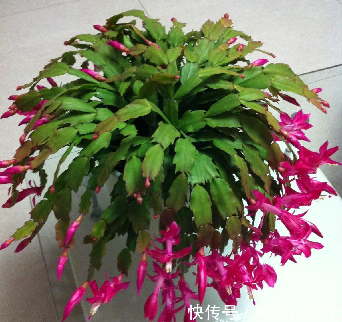 秋天|5种“漂亮花”，个个高颜值，越冷凉，花越艳，现在正是入手时