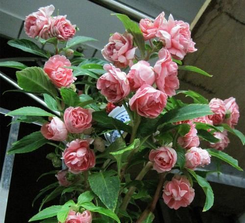 此花,比茉莉好看,比月季开花多,层层叠叠似牡丹,能开300天