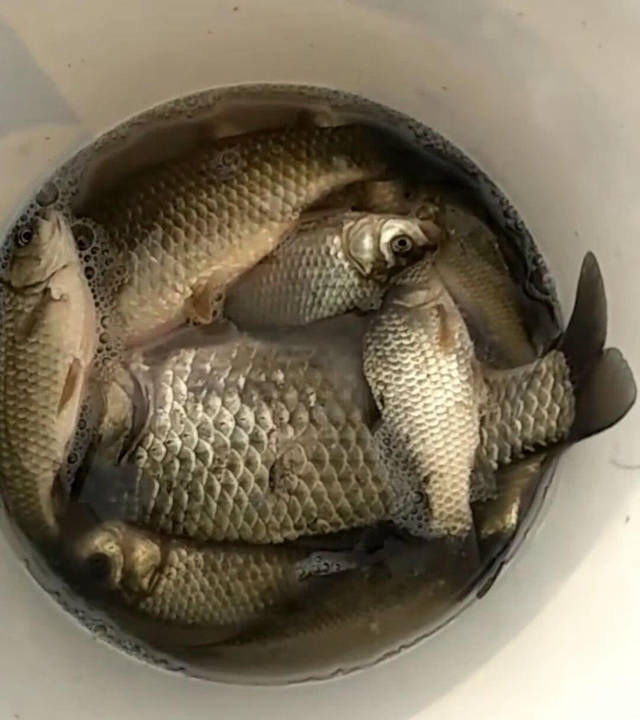 城里的钓鱼人有多疯狂,桥上排水孔里钓鱼,最多一天钓5斤