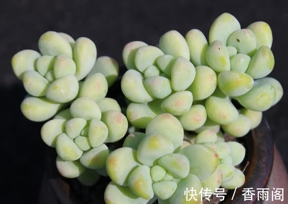 多肉天使之泪怎么养护?2个小妙招,家庭养护天使之泪圆润又饱满