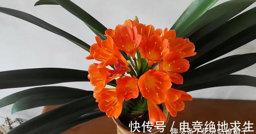 植料|君子兰养好养坏,不光要学会分辨,还要知道养好它的关键在哪里?