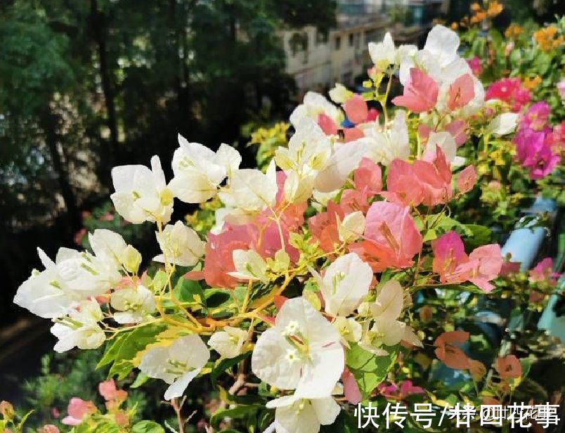 浇水|学会3个小技巧，不用控水，三角梅依然爆花，一茬接一茬