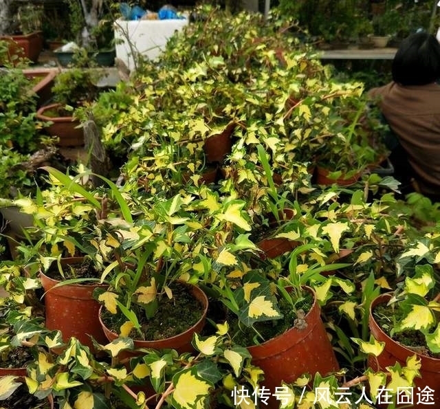 被称为有“医心”的3种花,“养人”又养气,老中医们也爱养